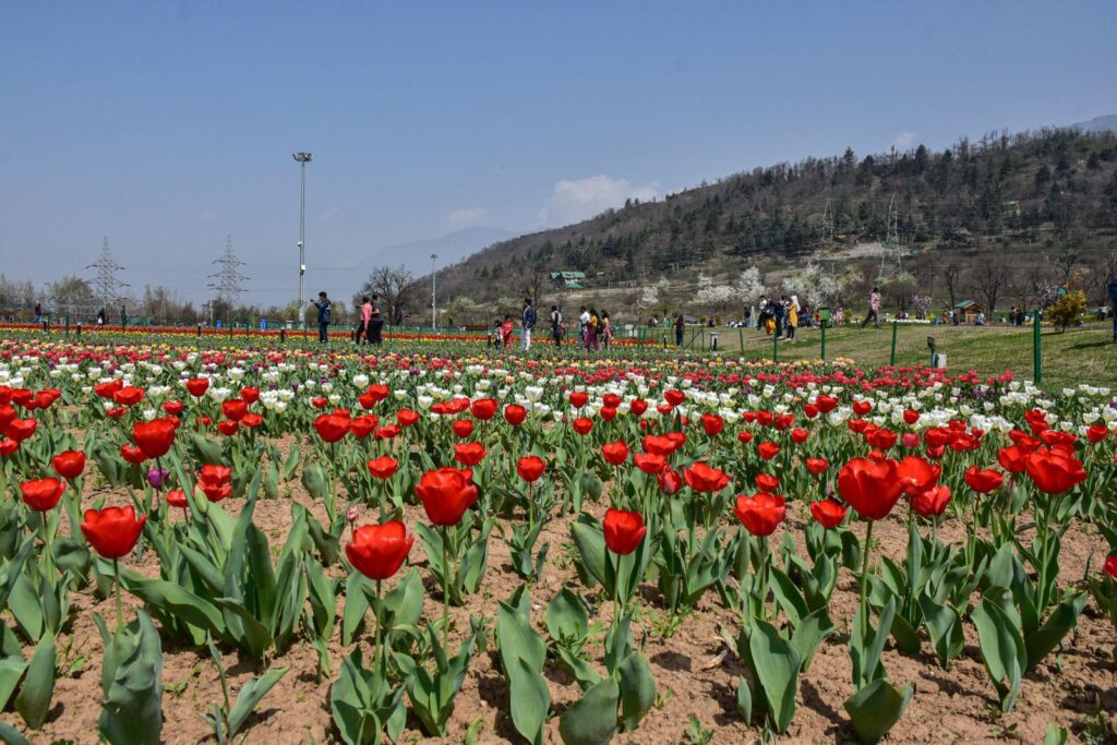 2J17W80 (1) Red Tulips