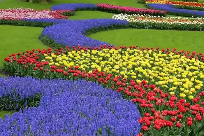 Kashmir-tulip-festival Types of Tulips
